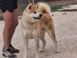 Un chien Akita Inu LOF d’un an disponible à la vente