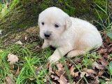5 chiots mâles Golden Retrievers LOF crème disponibles à la réservation