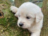 5 chiots mâles Golden Retrievers LOF crème disponibles à la réservation