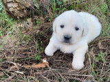 5 chiots mâles Golden Retrievers LOF crème disponibles à la réservation