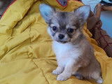 Chiots Chihuahuas LOF à poil long à acheter