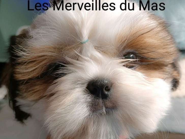 À vendre 5 chiots Shih Tzu LOF