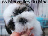 À vendre 5 chiots Shih Tzu LOF