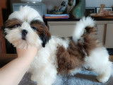 À vendre 5 chiots Shih Tzu LOF