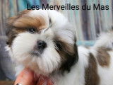 À vendre 5 chiots Shih Tzu LOF