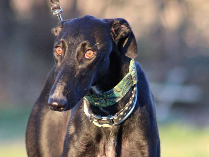 Ebano, magnifique Galgo Espagnol à adopter