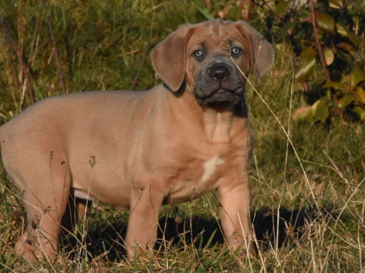 5 chiots Cane Corso LOF disponibles à la vente