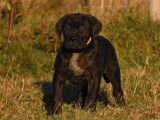 5 chiots Cane Corso LOF disponibles à la vente