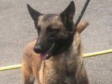Un chien adulte Berger Belge Malinois LOF à vendre