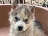 À réserver 1 chiot femelle Husky de Sibérie LOF
