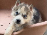 À réserver 1 chiot femelle Husky de Sibérie LOF