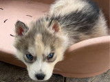 À réserver 1 chiot femelle Husky de Sibérie LOF