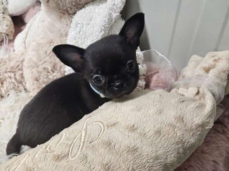 Un chiot Chihuahua mâle chocolat à réserver (LOF)