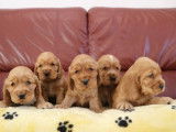 4 chiots Cockers Anglais LOF disponibles à la réservation