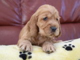 4 chiots Cockers Anglais LOF disponibles à la réservation