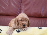 4 chiots Cockers Anglais LOF disponibles à la réservation
