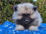 4 chiots mâles Spitz-Loup LOF disponibles à l'achat