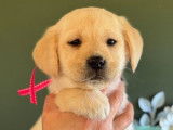À vendre 5 chiots Labrador Retrievers LOF