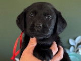 À vendre 5 chiots Labrador Retrievers LOF