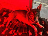 8 chiots Spitz des Wisigoths LOF disponibles à la réservation