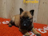 7 chiots Bergers Belges Malinois LOF disponibles à la réservation