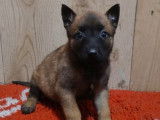 7 chiots Bergers Belges Malinois LOF disponibles à la réservation