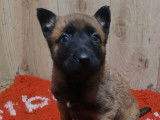 7 chiots Bergers Belges Malinois LOF disponibles à la réservation
