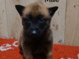 7 chiots Bergers Belges Malinois LOF disponibles à la réservation