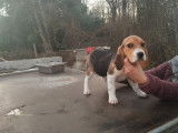 Un chiot femelle Beagle LOF à acheter