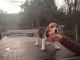 Un chiot femelle Beagle LOF à acheter