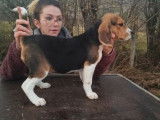 Un chiot femelle Beagle LOF à acheter