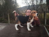 Un chiot femelle Beagle LOF à acheter