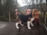 Un chiot femelle Beagle LOF à acheter