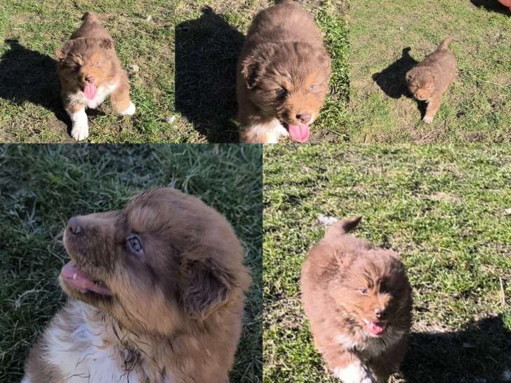Adorable Berger Australien  à vendre