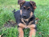 Chiot femelle Berger Allemand LOF disponible à l’achat