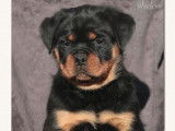 2 chiots femelles Rottweilers LOF disponibles à la réservation