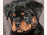 2 chiots femelles Rottweilers LOF disponibles à la réservation