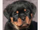 2 chiots femelles Rottweilers LOF disponibles à la réservation