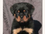 2 chiots femelles Rottweilers LOF disponibles à la réservation