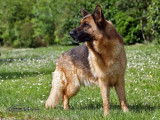 Chiot Berger Allemand femelle LOF à poil court à vendre