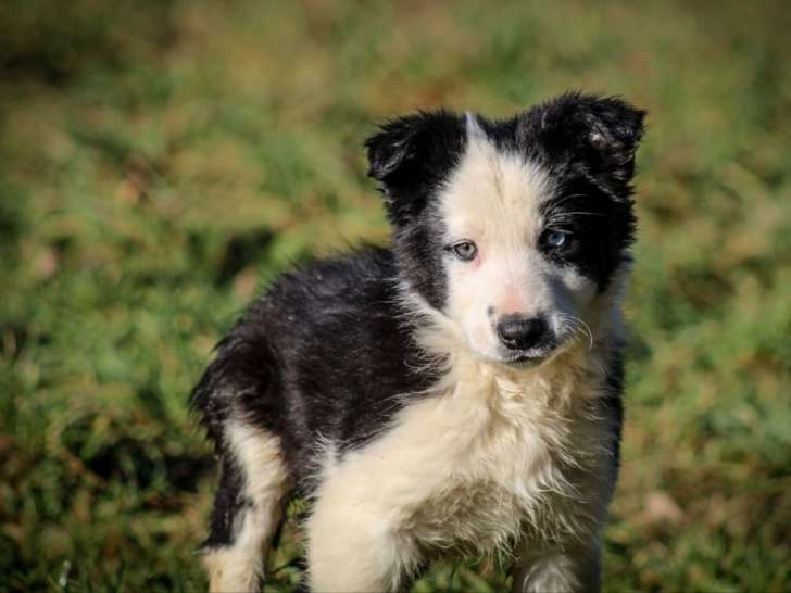 2 chiots Border Collies à vendre (LOF)