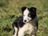 2 chiots Border Collies à vendre (LOF)