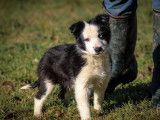 2 chiots Border Collies à vendre (LOF)