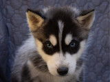 6 chiots Huskys de Sibérie disponibles à la vente (LOF)