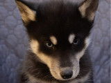 6 chiots Huskys de Sibérie disponibles à la vente (LOF)