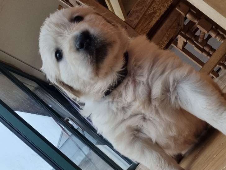 Magnifiques chiots Golden Retriever à vendre