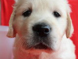 Magnifiques chiots Golden Retriever à vendre