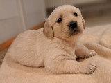 Magnifiques chiots Golden Retriever à vendre
