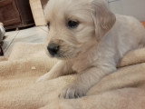 Magnifiques chiots Golden Retriever à vendre