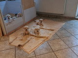 Magnifiques chiots Golden Retriever à vendre